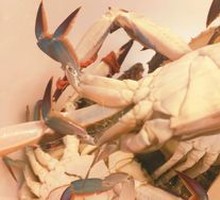 Spider Crab