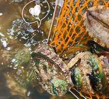 Abalone