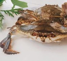 Spider Crab