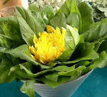 Spinach