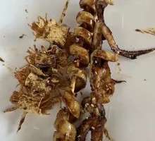 Squid Tentacles