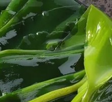 Crispy Sea Lettuce