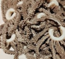 Premium Vermicelli