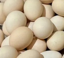 Boiled Egg