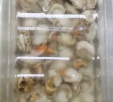 Scallop Meat
