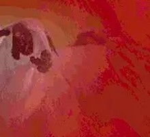 Prosperous Whole Lamb Feast