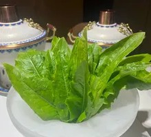 Oilseed lettuce