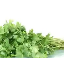 Cilantro