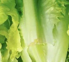 Lettuce