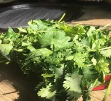 Cilantro