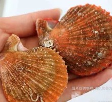 Fresh Wild White Scallop from Dalian