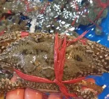 Spider Crab