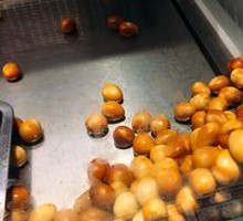 Quail Egg