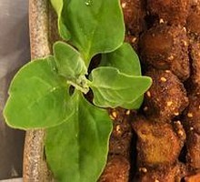 吉祥上上签营养猴头菇版wm
