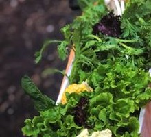 Vegetable Platter