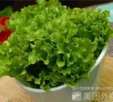Romaine Lettuce