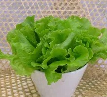 Lettuce