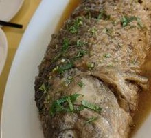 Yellow River Carp