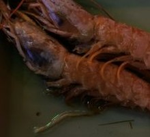 Argentine Red Shrimp