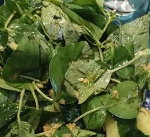 Bamboo Shoot and Cucumber Salad