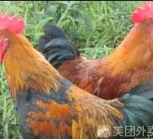 Free-range Rooster