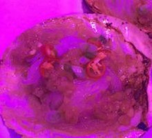 Oyster and Scallop