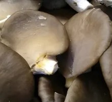 Enoki Mushroom