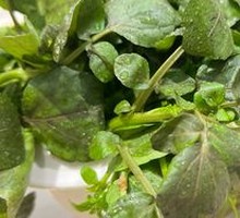 Watercress