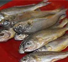 Yellow croaker