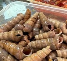 Sea Snail