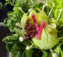 Vegetable Platter