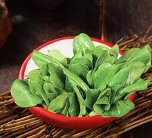 Oilseed lettuce