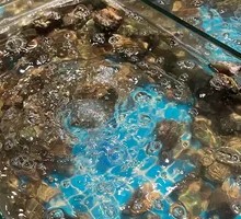 Fresh Abalone