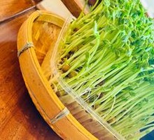 Live Bean Sprouts