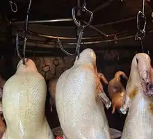 Duck Meat
