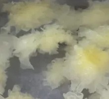 Silver Ear Fungus