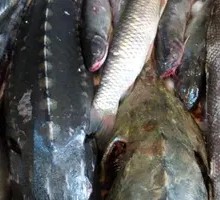 Sturgeon