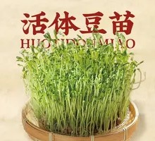 Live Bean Sprouts