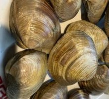 Yellow Clam