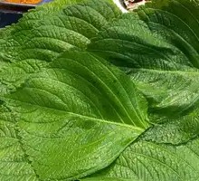 Perilla Leaf