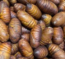 Roasted Silkworm Pupa