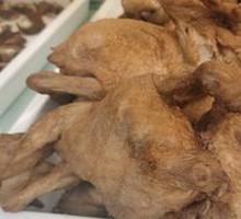 Classic Sauce-Braised Torn Chicken