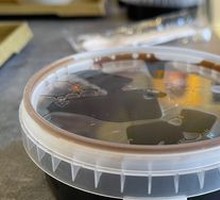Turtle Jelly