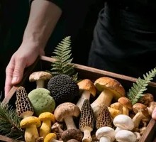 Seasonal Wild Mushroom 6 Mix