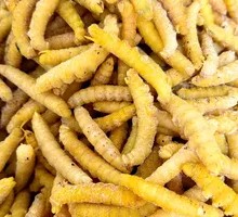 Cordyceps