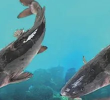 Return Fish