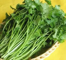 Cilantro