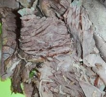 Boiled Beef