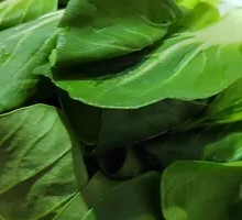 Oilseed lettuce