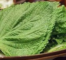 Perilla Leaf